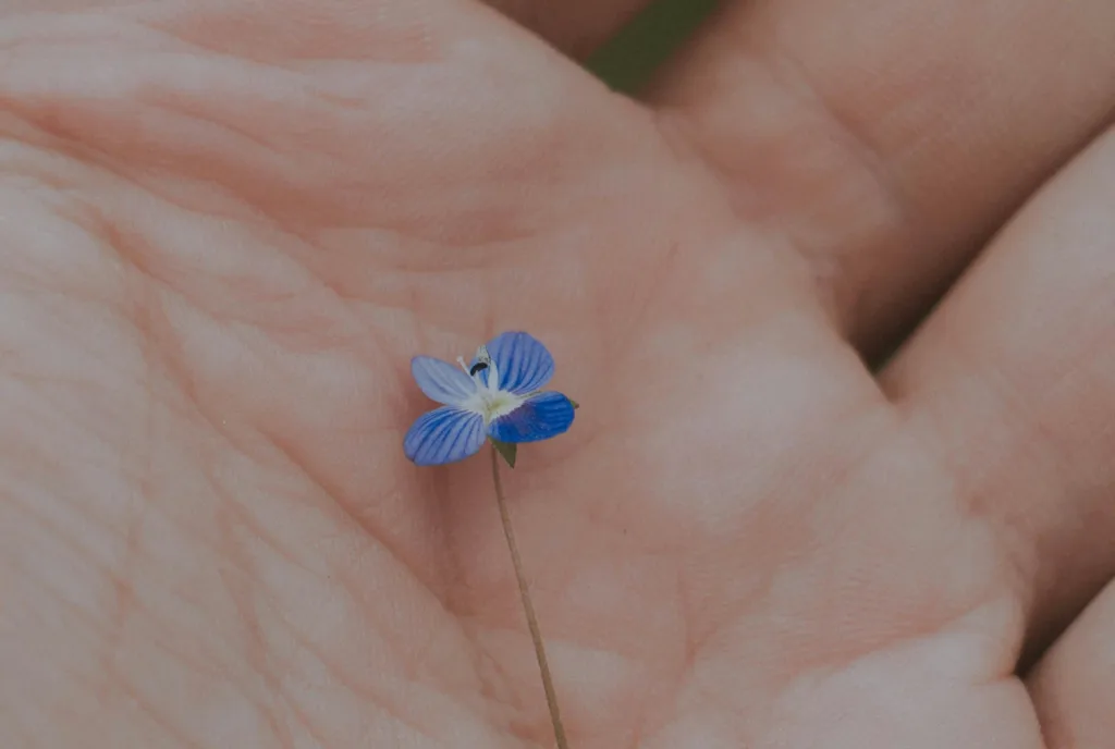 forget me not flower in a persons hand